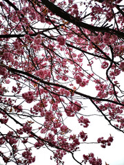 Blooming Flowers on Spring Tree Branches