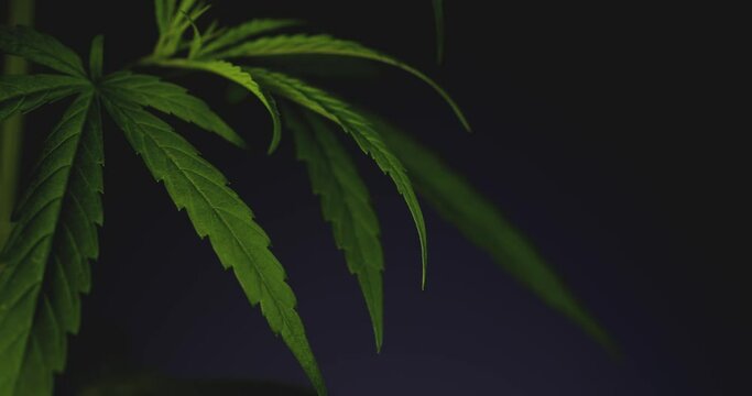 close up a Marijuana cannabis herbal plant tree leaf