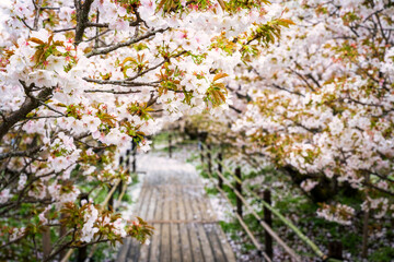 Omuro Sakura cherry blossoms. 
