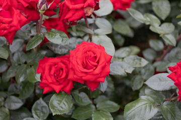 イングリッドバーグマン
