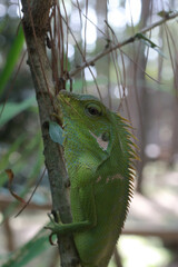 iguana disguised among the leaves