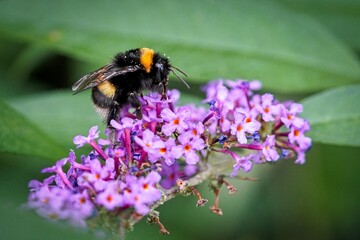 bumble-bee on flower