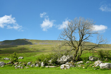 Obraz premium Scenery in Ribblesdale near Winterscale Beck in Yorkshire Dales