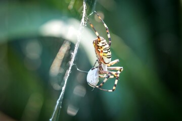 striped crusader spider on the web