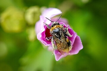 bumble-bee on flower