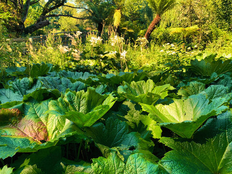 cabbage lettuce growing in the garden, large plants and vegetables, blarney, cork, ireland