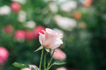 One pink roses in the garden.