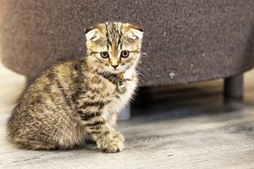 Obraz premium Little Cute Cat in a living room