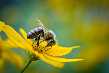 bee on yellow flower