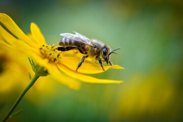 bee on yellow flower
