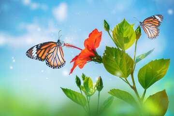Beautiful macro image of two graceful monarch butterfly and hibiscus flower against the blue sky in...