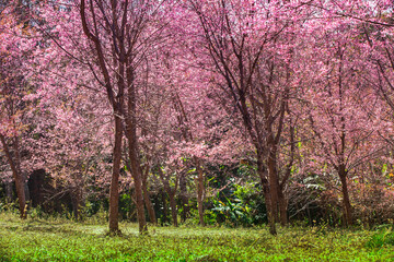 Sakura Blossom in a forest (Phu Lom Lo, Loei, Thailand)