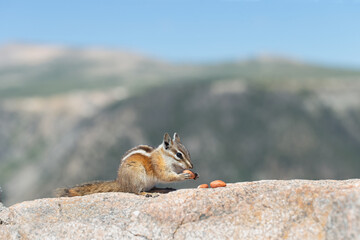 Yellow-pine Chipmunk, Least Chipmunk or Red-tailed Chipmunk sitting on rock ledge eating nuts on mountain over a pine tree valley in a forest in Beartooth Pass Montana Wyoming at a tourist stop