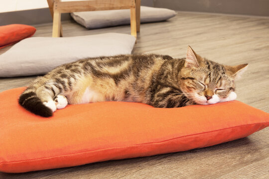 A cat sleep on orange mat