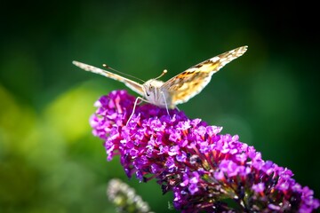 butterfly on flower