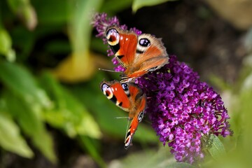 admiral butterfly