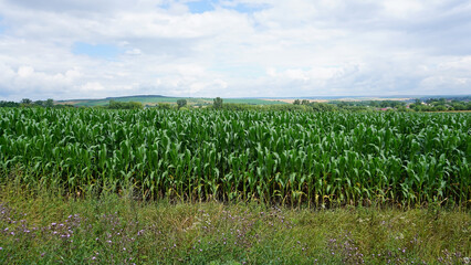 corn field, corn on the cob