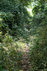 Obraz premium 木漏れ日の小道