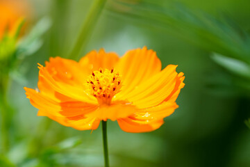 雨上がりに水玉が輝くキバナコスモス