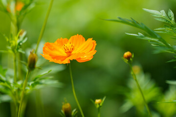 Obraz premium 雨上がりに水玉が輝くキバナコスモス