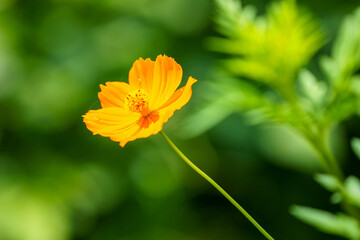 雨上がりに水玉が輝くキバナコスモス