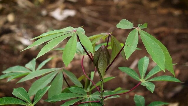Cassava leaves on the tree. Indonesian call it singkong or ketela. Indonesian use it as vegetable
