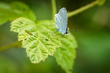 butterfly on leaf