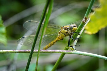 dragonfly resting on a leaf