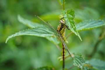 dragonfly resting on a leaf