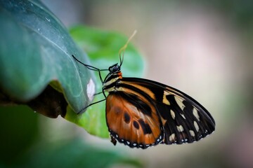 butterfly on leaf