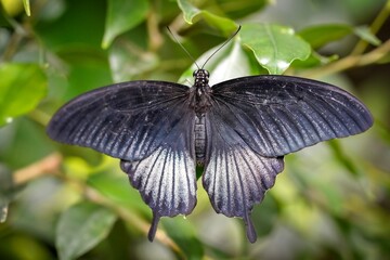butterfly on a leaf