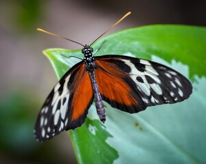 butterfly on a leaf