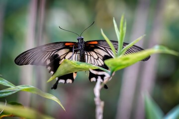 butterfly on a leaf