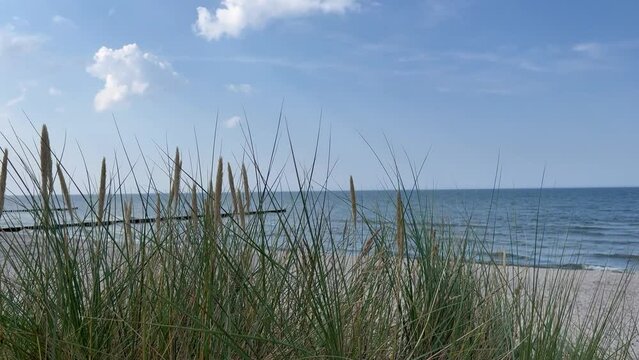 Dune grass moves easily in the wind on the beach of the Baltic Sea
