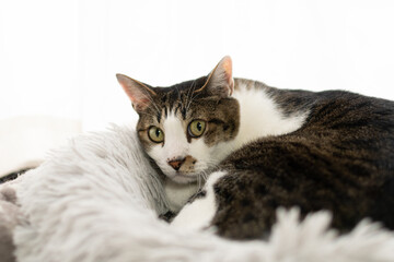 見つめる猫　キジトラ白