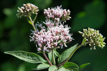 blühender Wasserdost (Eupatorium cannabinum)