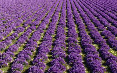 Beautiful lavender field, 3d rendering illustration