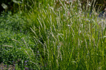 Sesleria autumnalis, commonly known as autumn moor grass. Ornamental grasses and cereals in the...