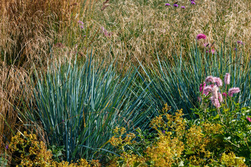 Fototapeta premium Sandy grate ( lat. Leymus arenarius ) is a species of herbaceous plants of the genus Wheatgrass. Ornamental grasses and cereals in the herb garden. Blooming meadow plants and grasses.