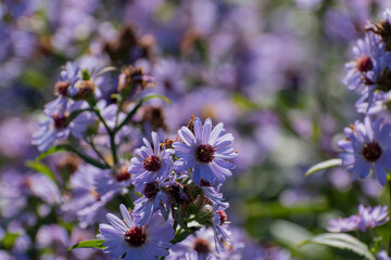 秋の野原の紫色の花　ユウゼンギク
