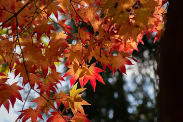 赤く色づいたモミジの葉
