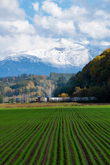 秋の冠雪の山並みと緑のムギ畑
