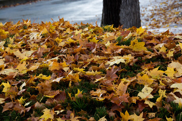 黄色く色づいたイタヤカエデ

