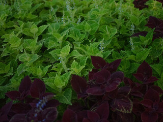 red and green leaves