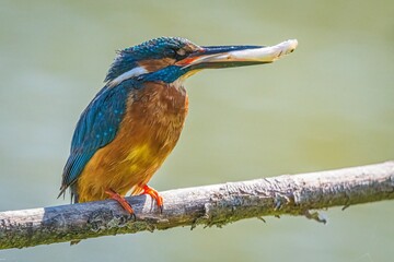 kingfisher