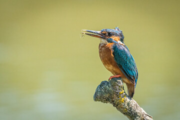 kingfisher