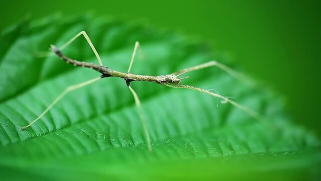 Young juvenile green walking stick, stick bug, phobaeticus serratipes standing on green leaf. Animal, nature