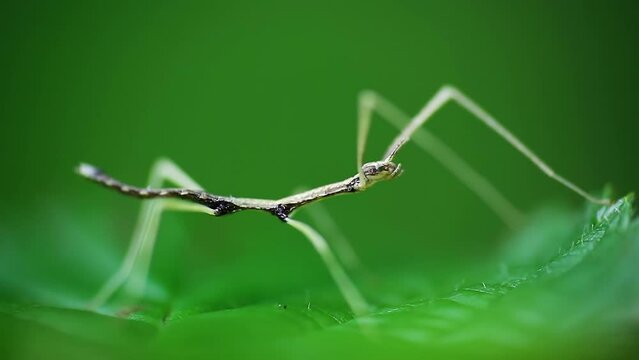 Young juvenile green walking stick, stick bug, phobaeticus serratipes standing on green leaf. Animal, nature