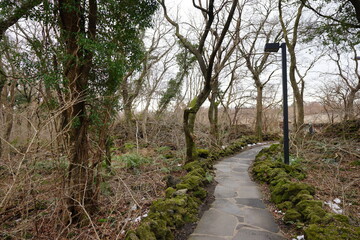 Fototapeta na wymiar pathway to house in forest