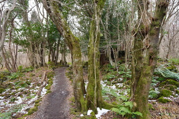 mossy trees with vines in deep forest